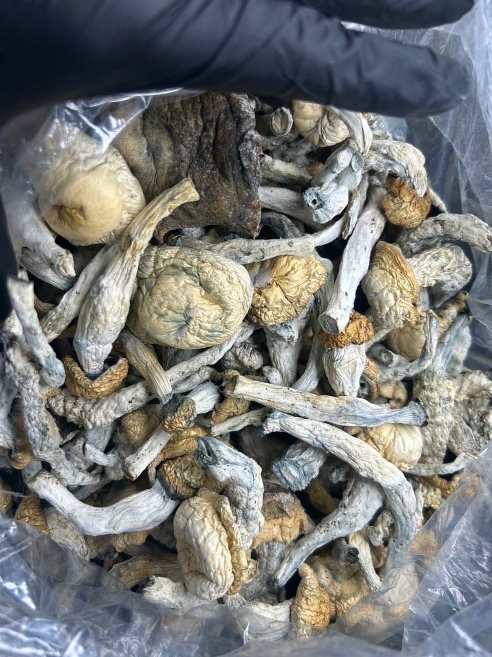 🍄 Shrooms 🍄 — premium mushroom from Real Duck Distro Los Angeles, nationwide cannabis shipping