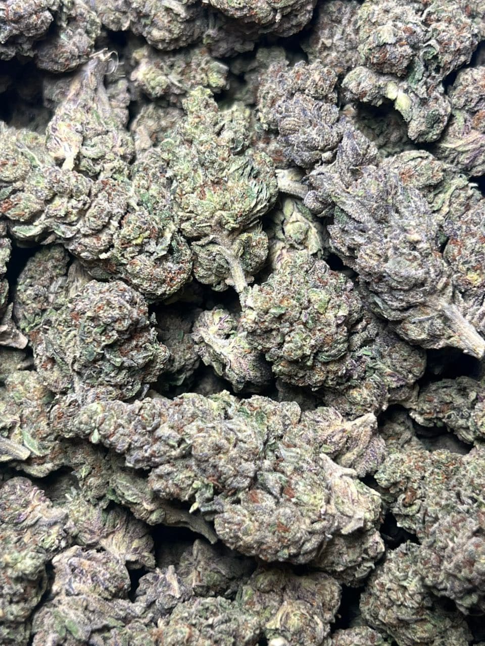Jealousy license mixed light — gallery photo 2 of flower from Real Duck Distro