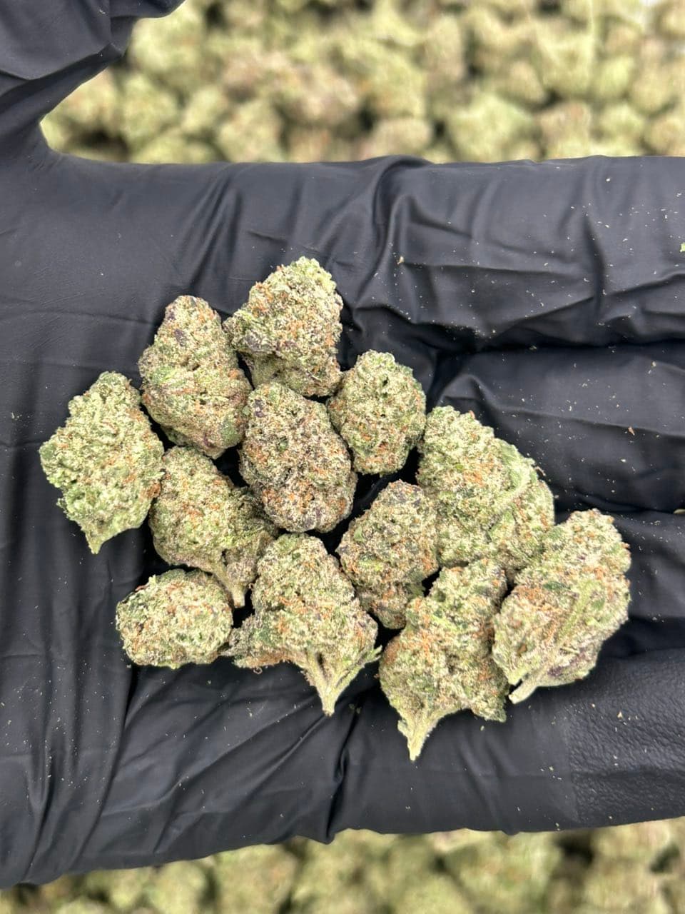 Wham Runtz — premium flower from Real Duck Distro Los Angeles, buy online with nationwide cannabis shipping