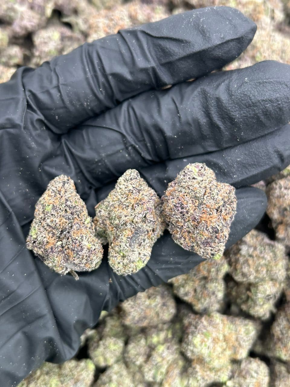 Blue Candy Zours 🍬  — related flower from Real Duck Distro Los Angeles