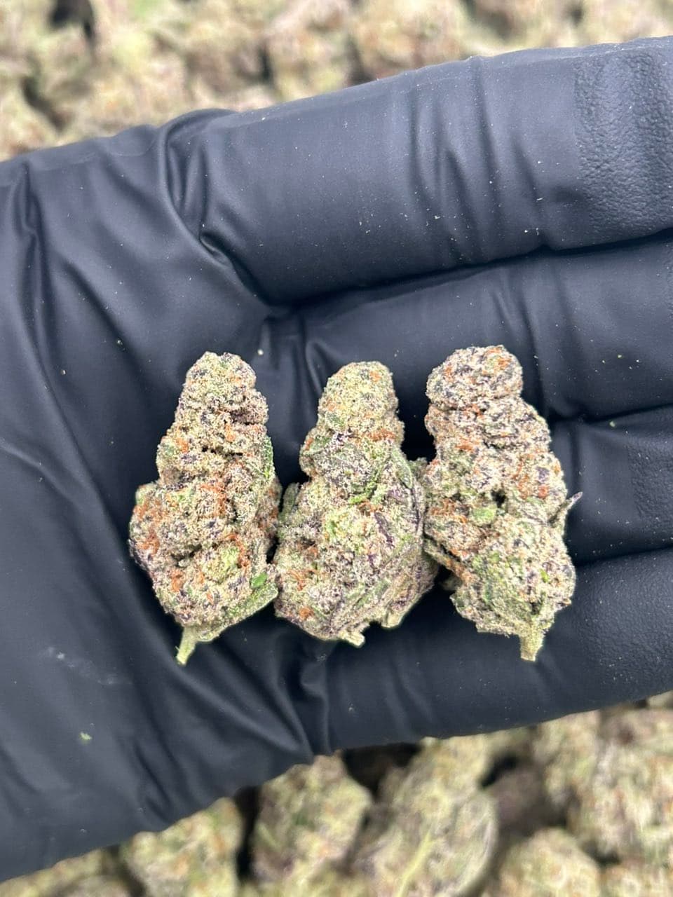 Tropical runtz — premium flower from Real Duck Distro Los Angeles, buy online with nationwide cannabis shipping