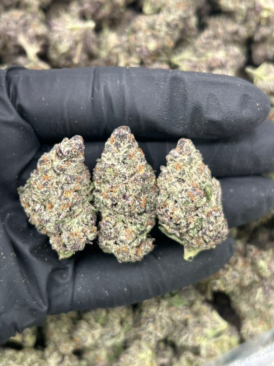 Miami mintz  — premium flower from Real Duck Distro Los Angeles, buy online with nationwide cannabis shipping