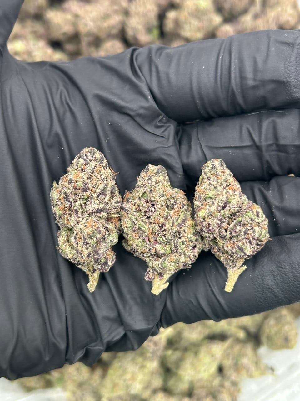 Purple Bombz 🍬 — related flower from Real Duck Distro Los Angeles