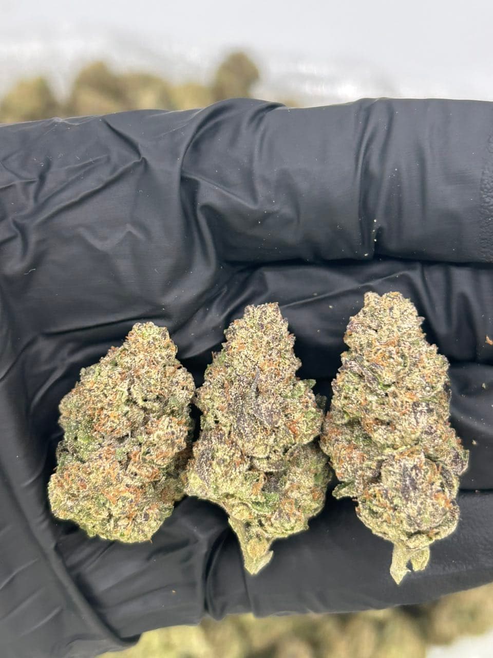 Sugar Sweets — related flower from Real Duck Distro Los Angeles