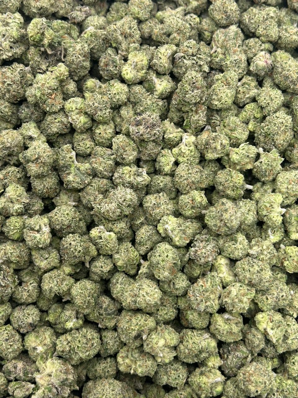 Blue Lemon Gelato 🍭 (Smalls)  — gallery photo 2 of flower from Real Duck Distro