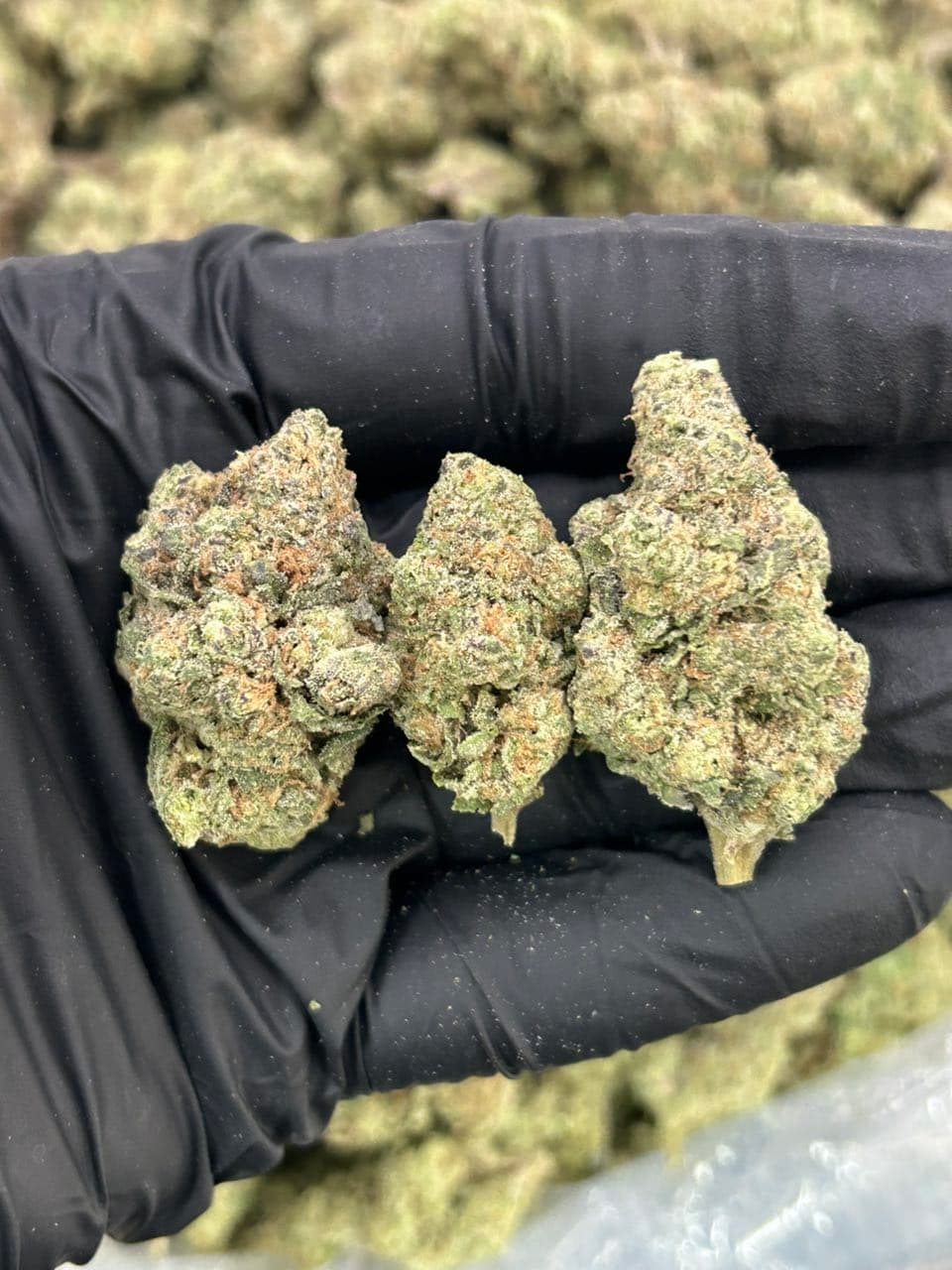 Lemon GMO — premium flower from Real Duck Distro Los Angeles, buy online with nationwide cannabis shipping