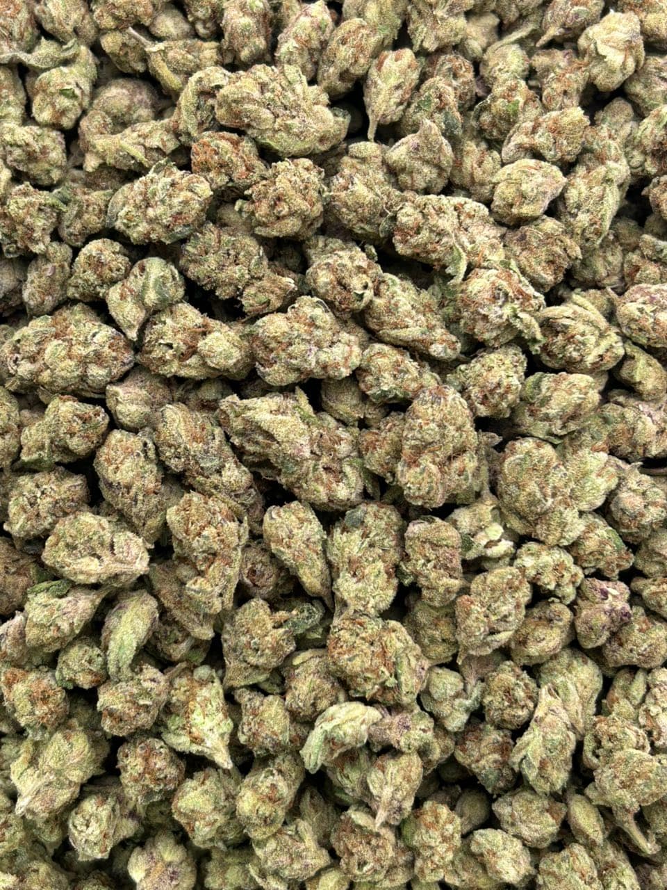 Sour Sugarz 🍭 — gallery photo 2 of flower from Real Duck Distro