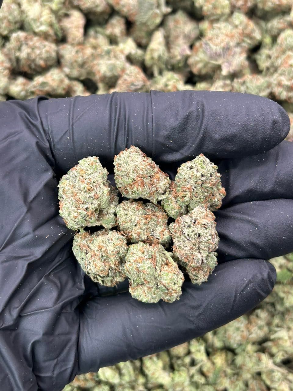 Crumpet Cookies — gallery photo 2 of flower from Real Duck Distro