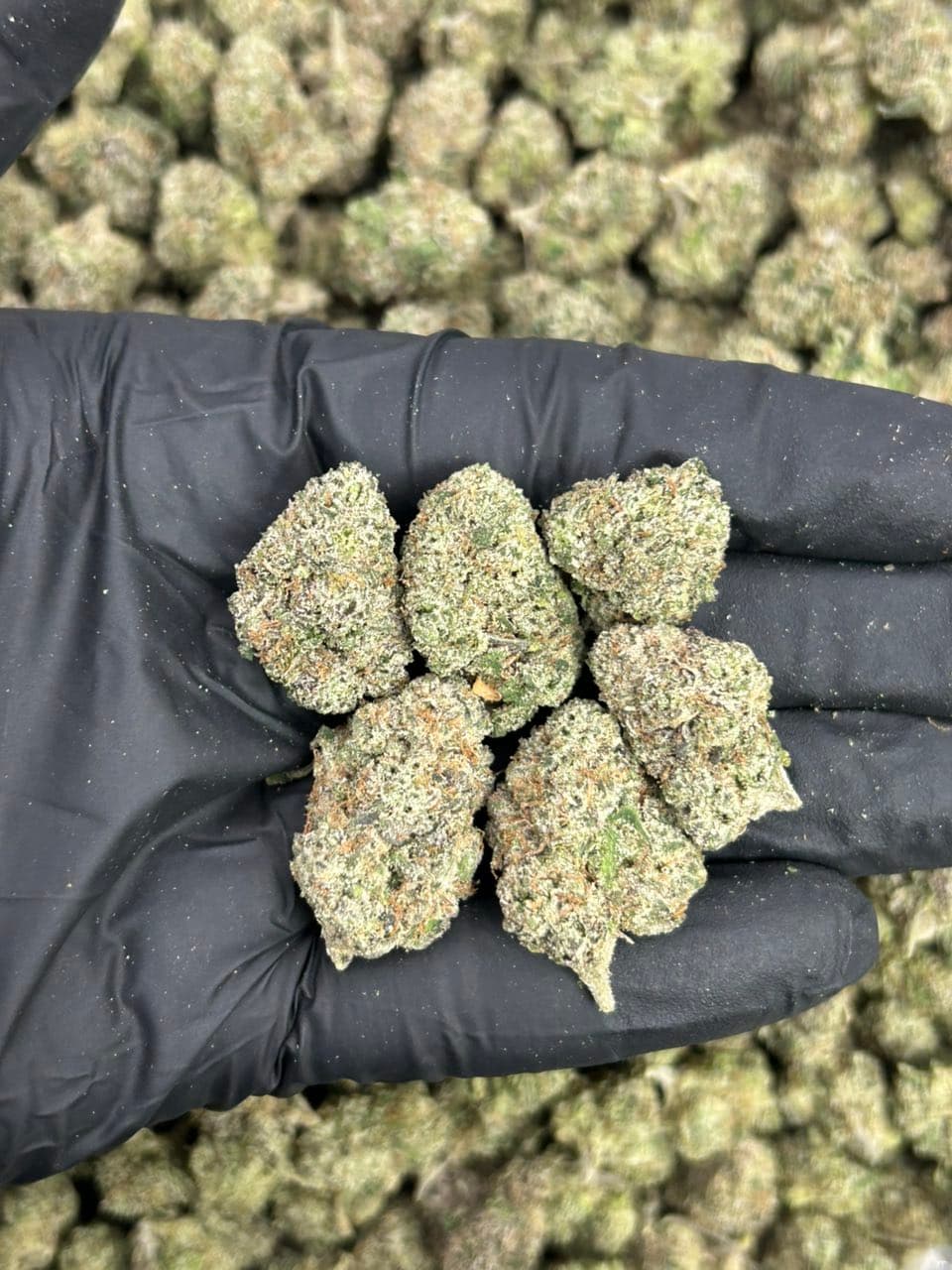 Watermelon FunDip 🍭  — premium flower from Real Duck Distro Los Angeles, buy online with nationwide cannabis shipping