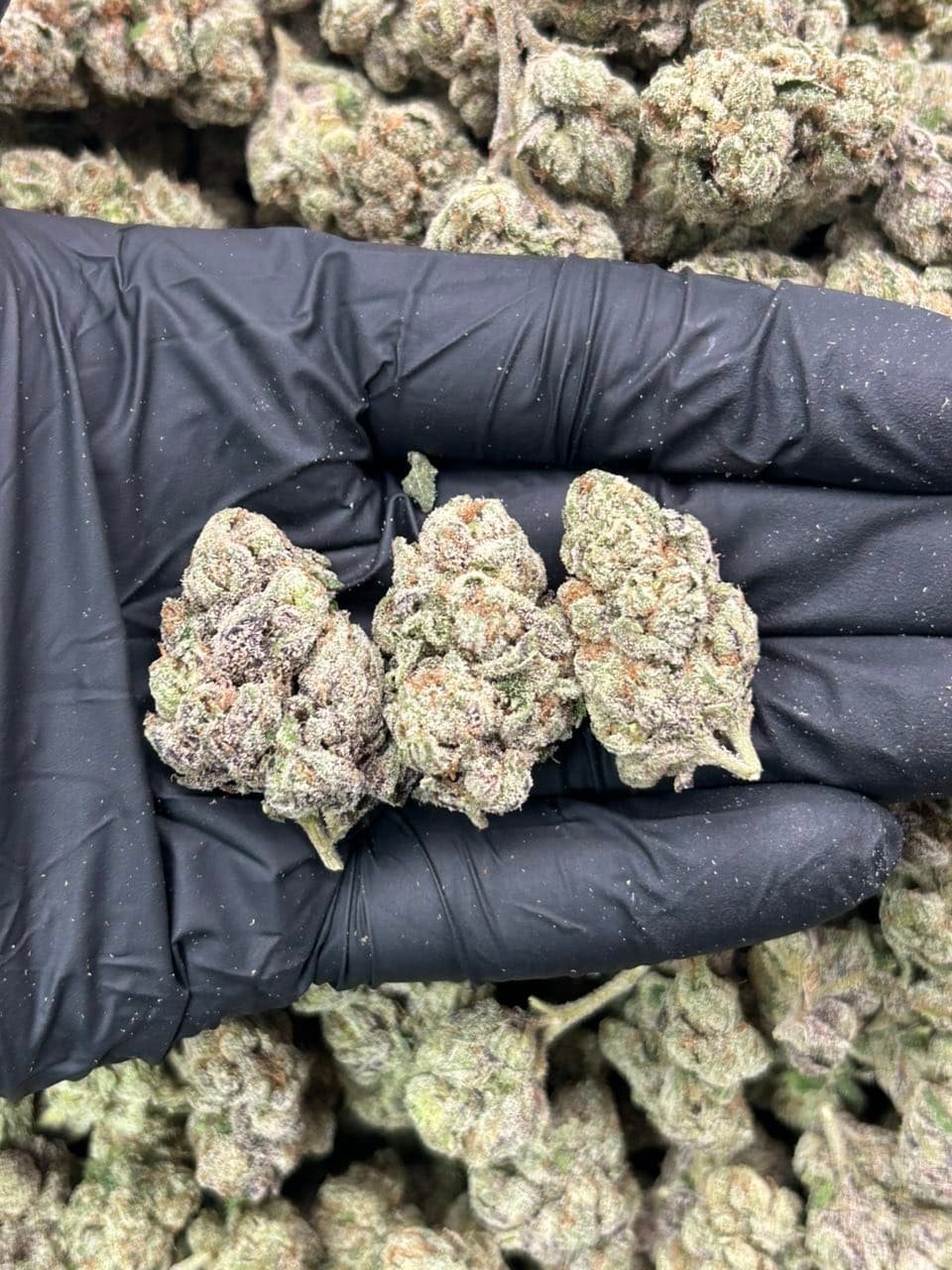 Cotton Candy Runtz 🍬🍬  — premium flower from Real Duck Distro Los Angeles, buy online with nationwide cannabis shipping