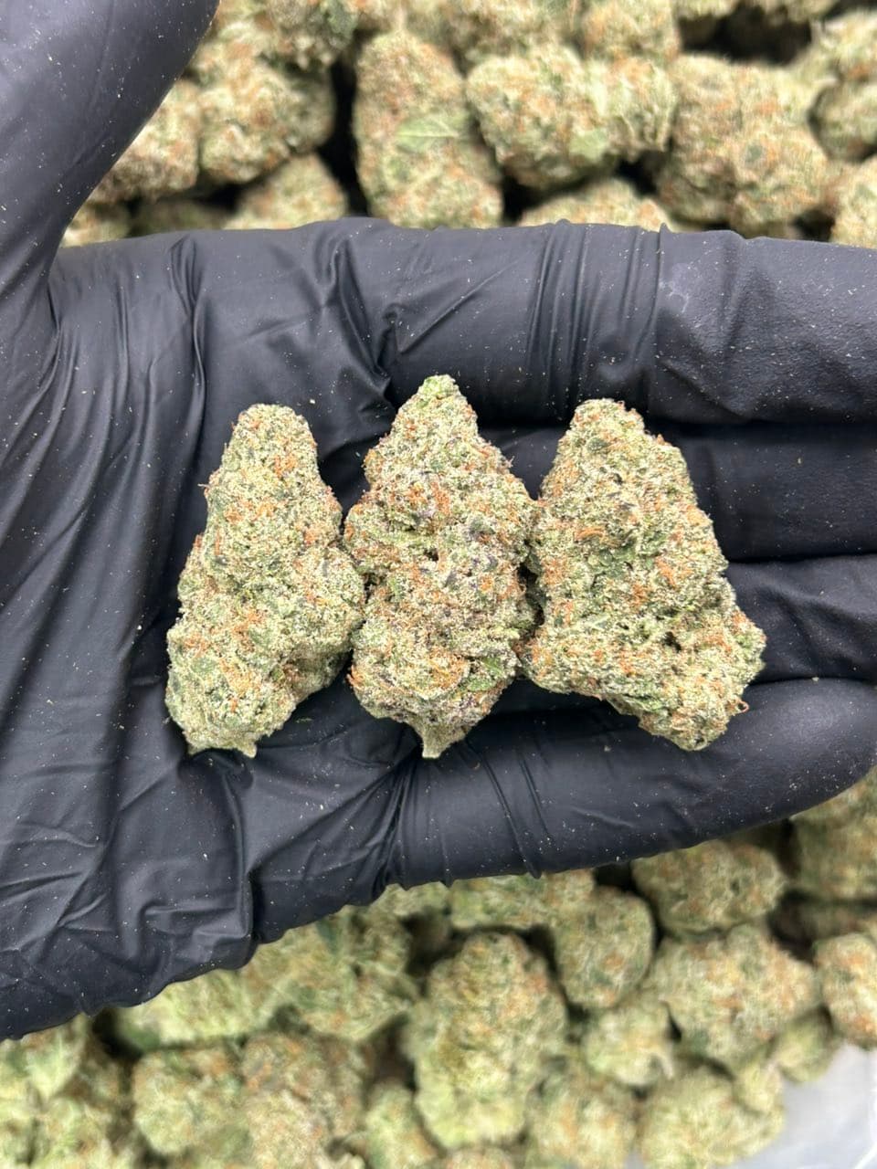 Lemon popz — premium flower from Real Duck Distro Los Angeles, buy online with nationwide cannabis shipping