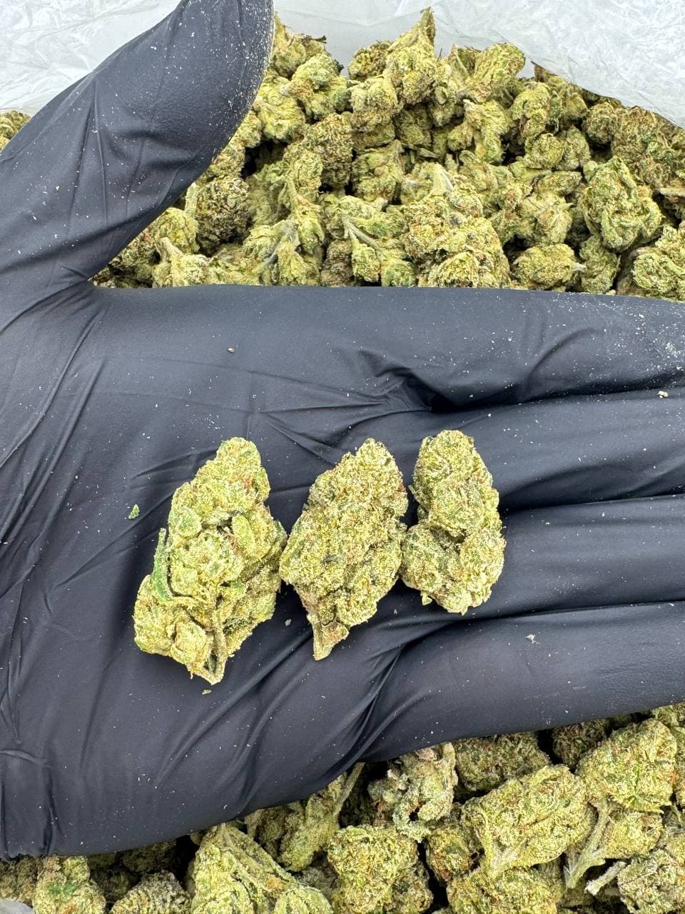 Lemon cherry gelato  — premium flower from Real Duck Distro Los Angeles, buy online with nationwide cannabis shipping