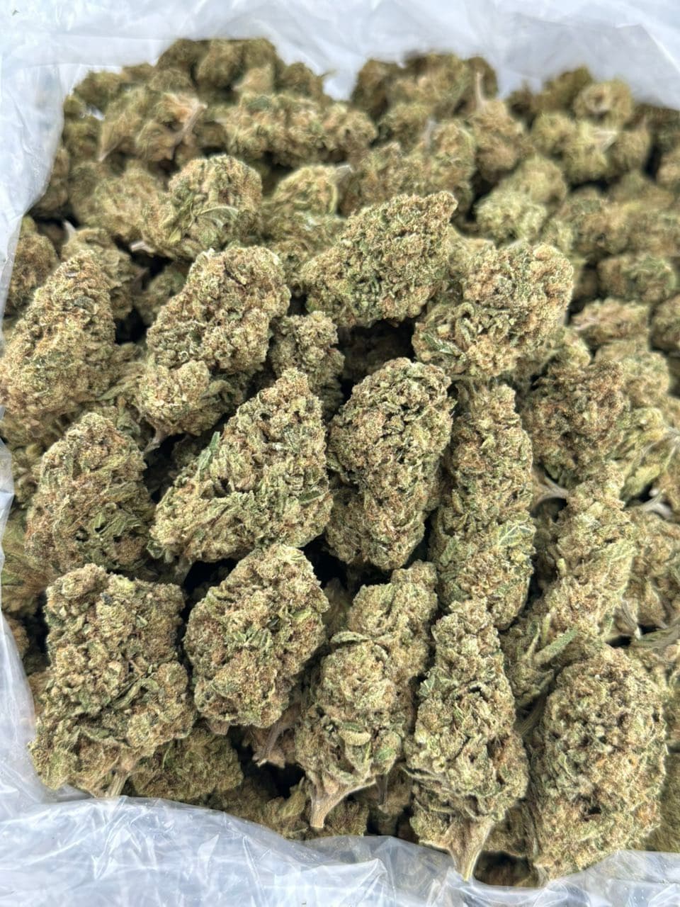 Vanilla gelato — gallery photo 2 of flower from Real Duck Distro