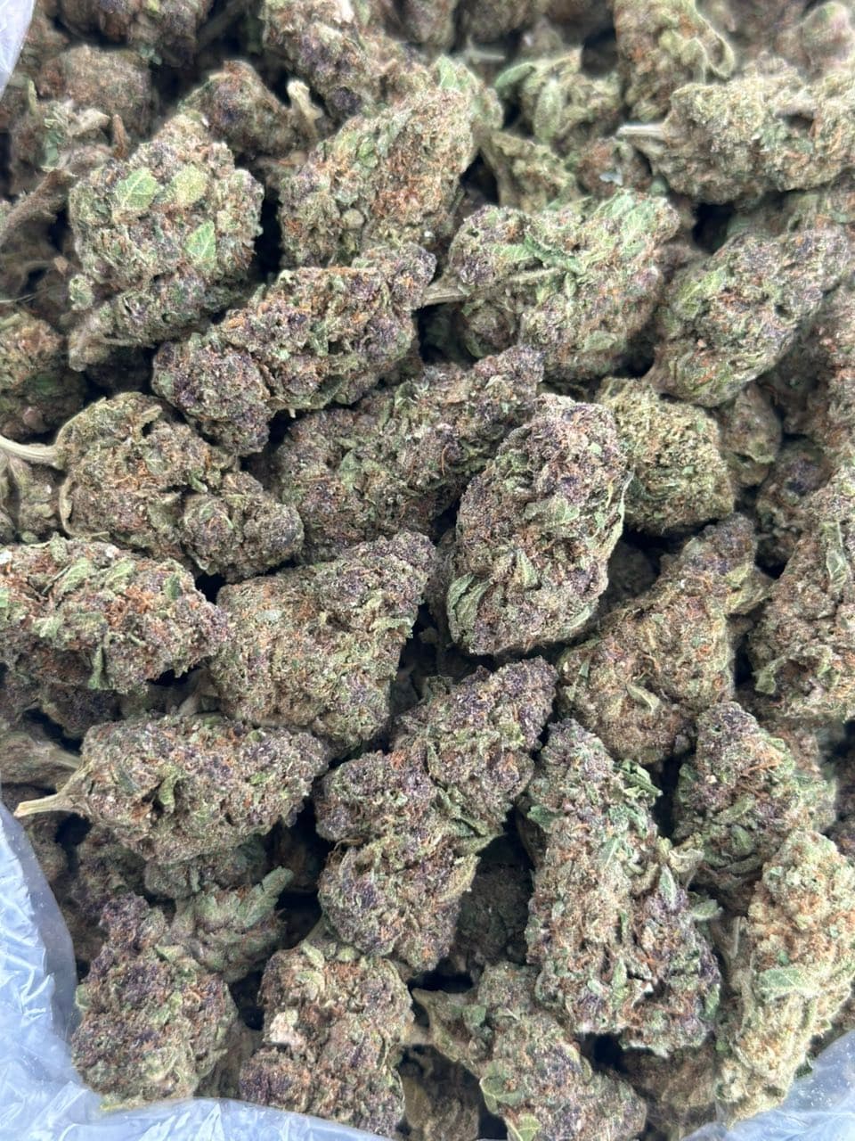 Melon Burst — gallery photo 2 of flower from Real Duck Distro