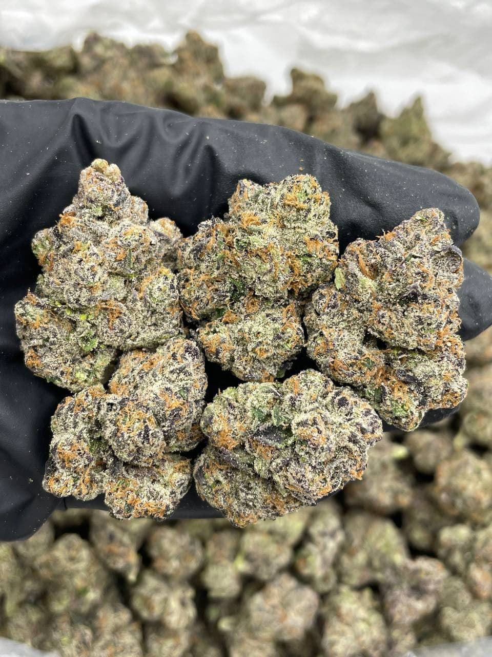 WHITE CHERRY POPPERS EXOTIC INDOORS 🍒💥