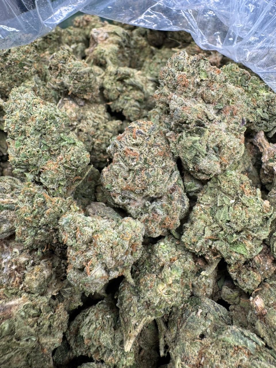 Jack Herer 🃏 | Real Duck Distro Jack Herer 🃏 — premium flower from Real Duck Distro Los Angeles, nationwide cannabis shipping