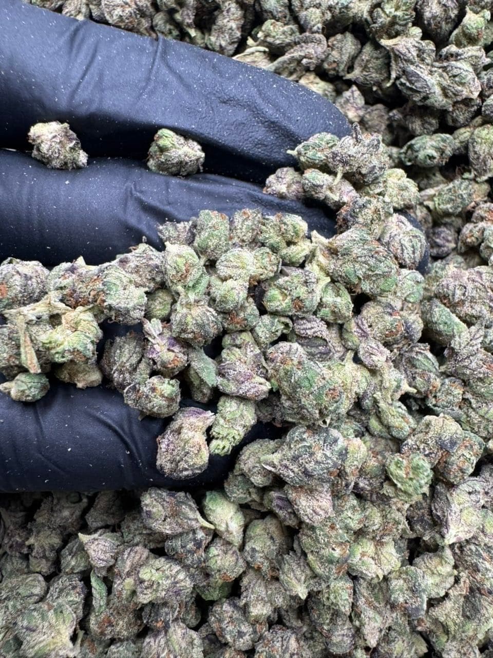 Pink Runtz Smalls 🍵 | Real Duck Distro Pink Runtz Smalls 🍵 — premium flower from Real Duck Distro Los Angeles, nationwide cannabis shipping