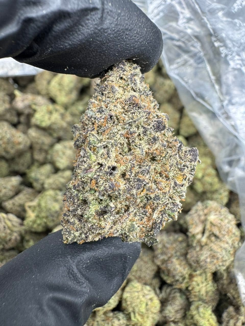 Obama Runtz 🍣 ✈️ | Real Duck Distro Obama Runtz 🍣 ✈️ — premium flower from Real Duck Distro Los Angeles, nationwide cannabis shipping