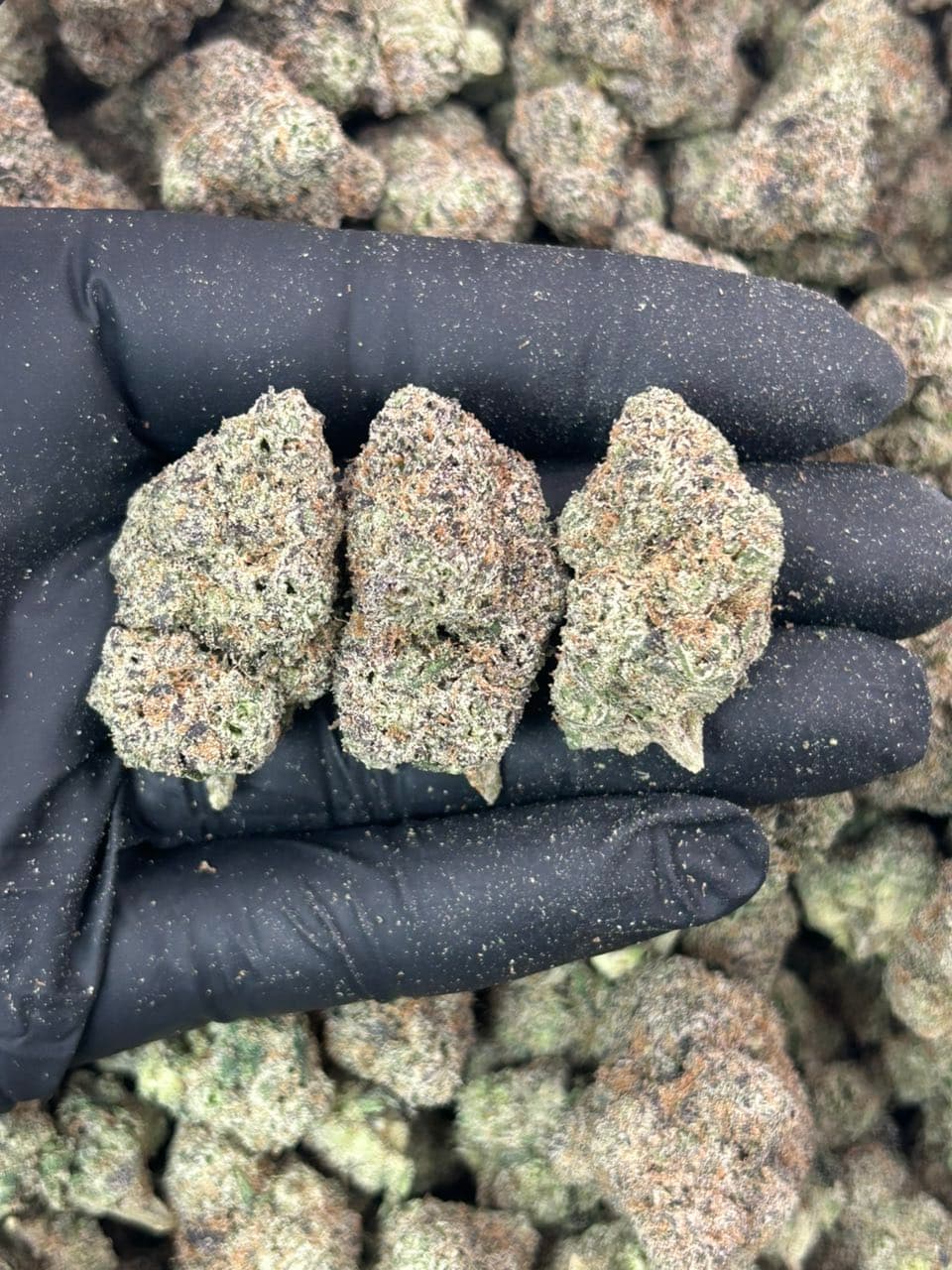 Angel Candy π¬ | Real Duck Distro Angel Candy π¬ β premium flower from Real Duck Distro Los Angeles, buy online with nationwide cannabis shipping