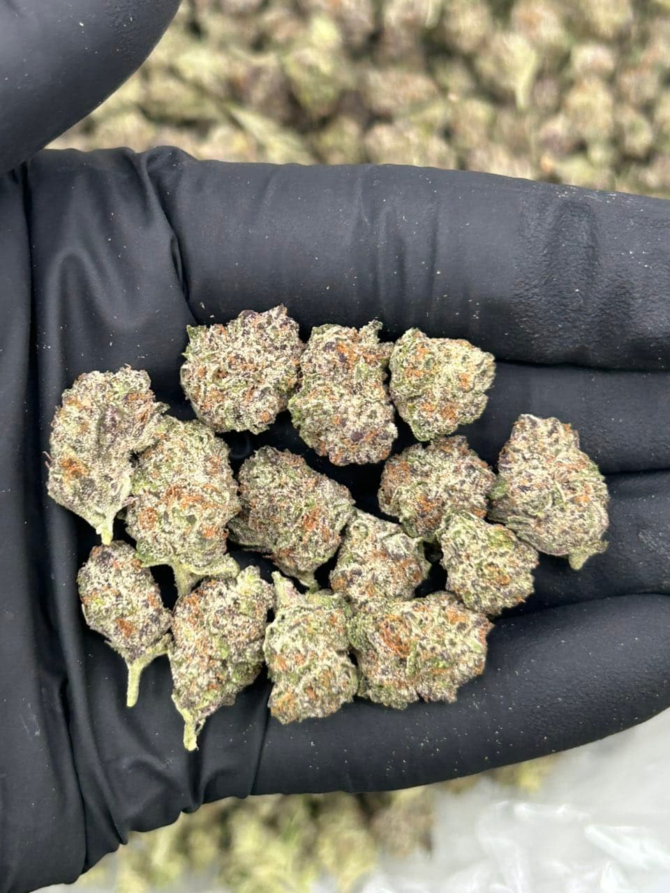 Strawberry Daiquiri | Real Duck Distro Strawberry Daiquiri — premium flower from Real Duck Distro Los Angeles, buy online with nationwide cannabis shipping