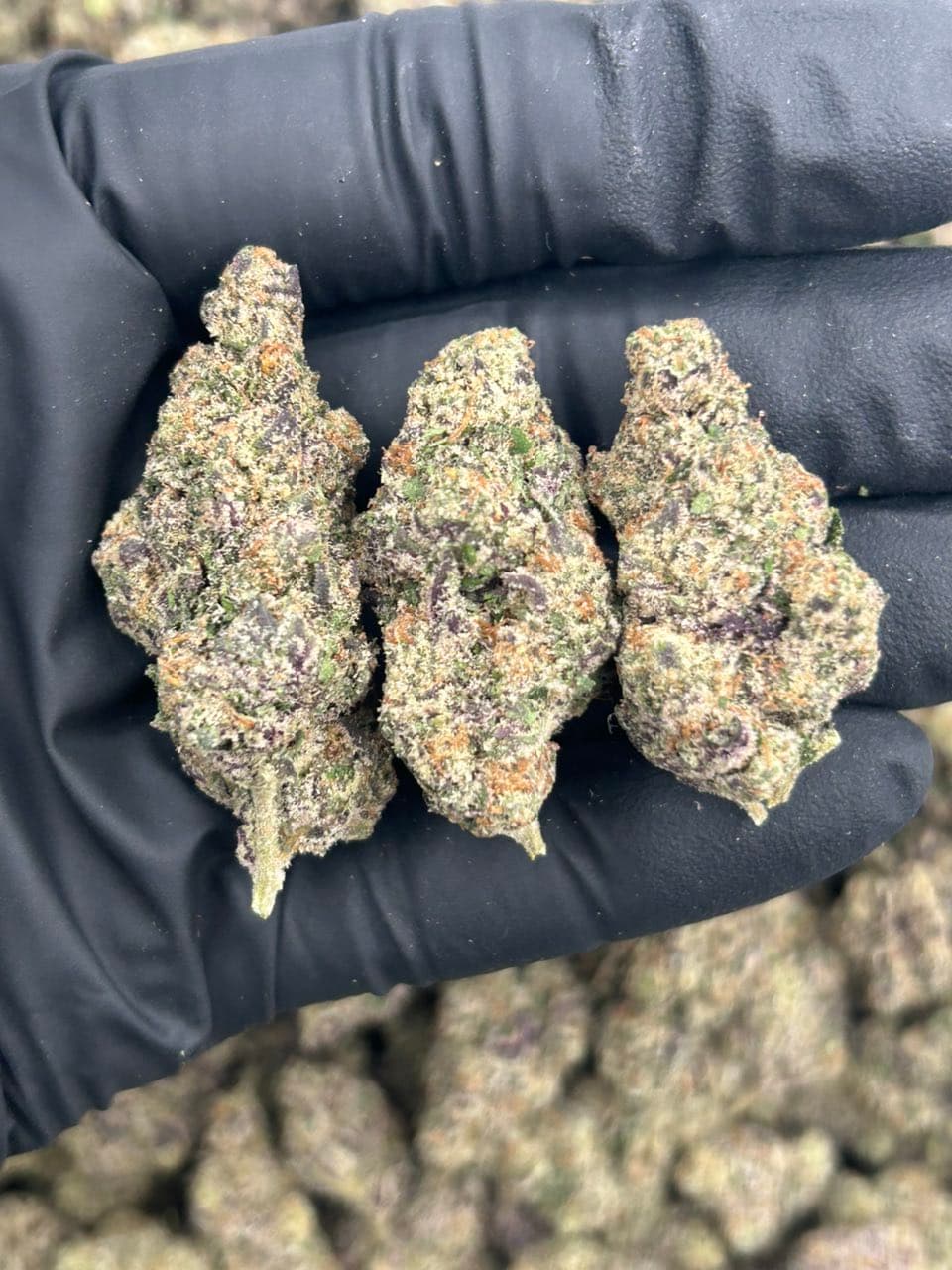 Cavier candy | Real Duck Distro Cavier candy — premium flower from Real Duck Distro Los Angeles, buy online with nationwide cannabis shipping