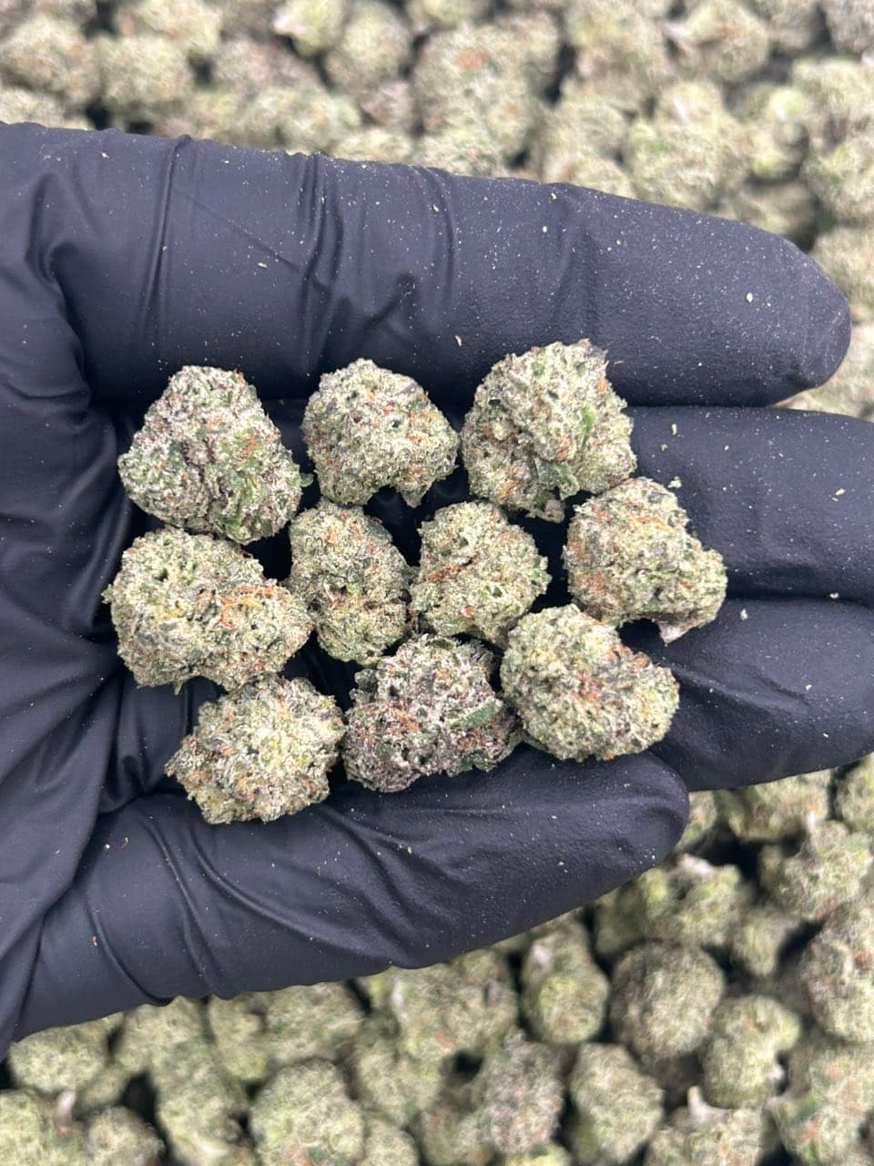 Blue Lemon Gelato π (Smalls) | Real Duck Distro Blue Lemon Gelato π (Smalls) β premium flower from Real Duck Distro Los Angeles, buy online with nationwide cannabis shipping
