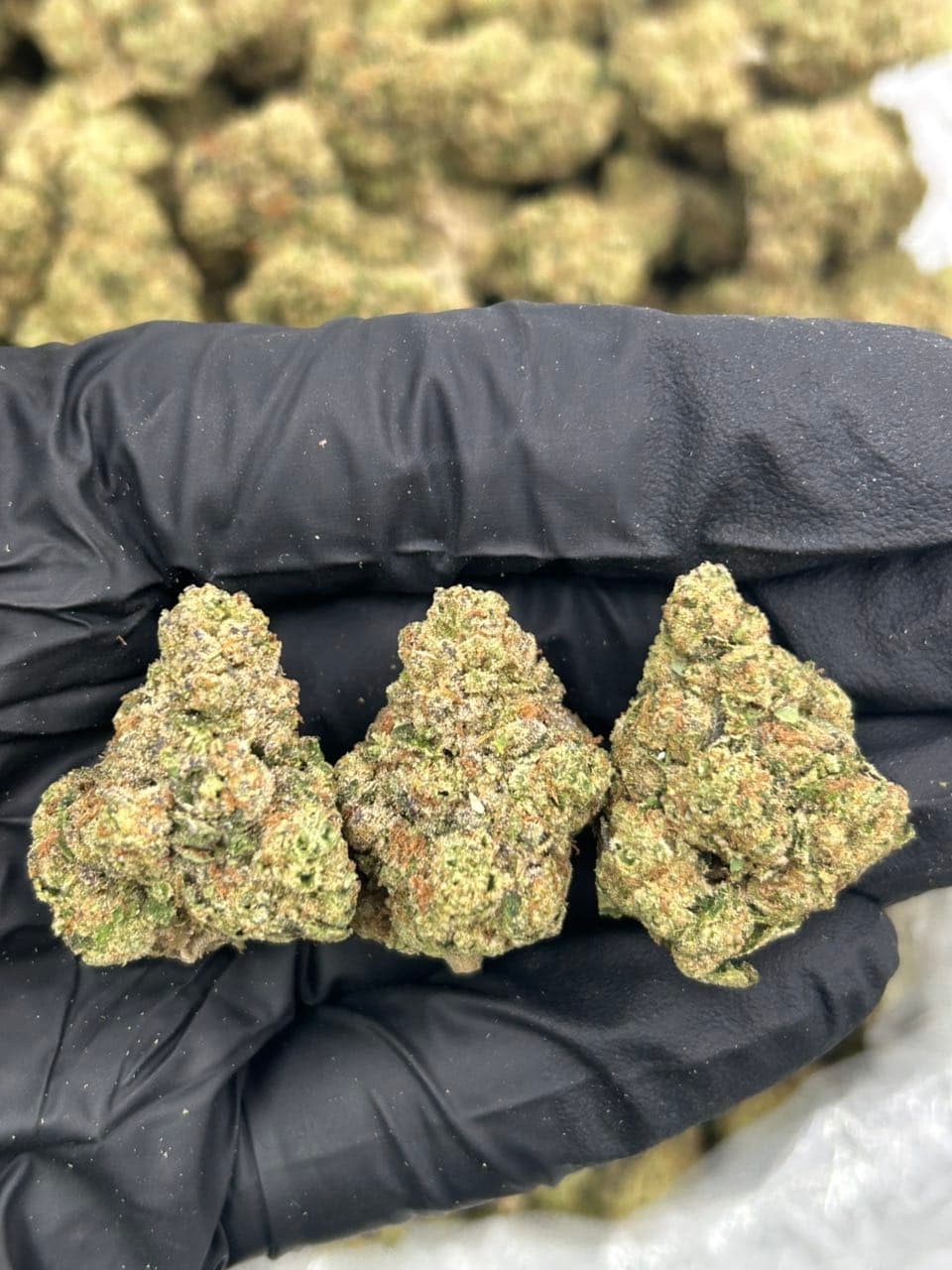 Blueberry muffins | Real Duck Distro Blueberry muffins — premium flower from Real Duck Distro Los Angeles, buy online with nationwide cannabis shipping