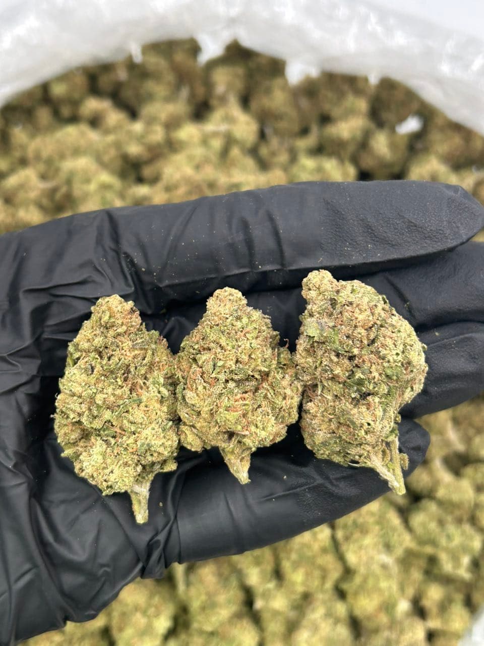 Candy Gelato ๐ญ | Real Duck Distro Candy Gelato ๐ญ โ premium flower from Real Duck Distro Los Angeles, buy online with nationwide cannabis shipping