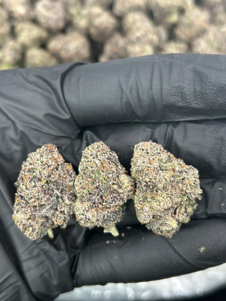 CRAZY RUNTS | Real Duck Distro CRAZY RUNTS — premium flower from Real Duck Distro Los Angeles, buy online with nationwide cannabis shipping