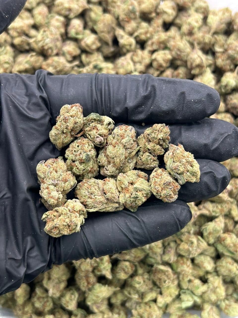 Sour Sugarz ๐ญ | Real Duck Distro Sour Sugarz ๐ญ โ premium flower from Real Duck Distro Los Angeles, buy online with nationwide cannabis shipping