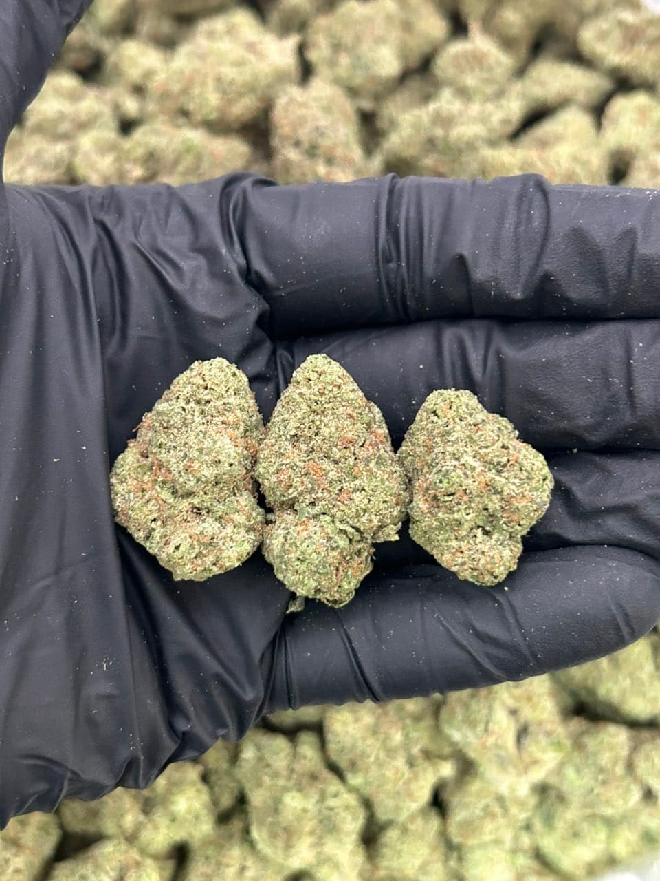 Guava Slushy | Real Duck Distro Guava Slushy — premium flower from Real Duck Distro Los Angeles, buy online with nationwide cannabis shipping