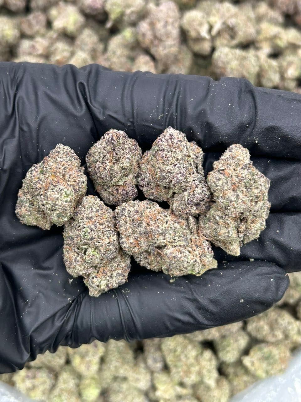 GIA CANDY ๐ญ | Real Duck Distro GIA CANDY ๐ญ โ premium flower from Real Duck Distro Los Angeles, buy online with nationwide cannabis shipping