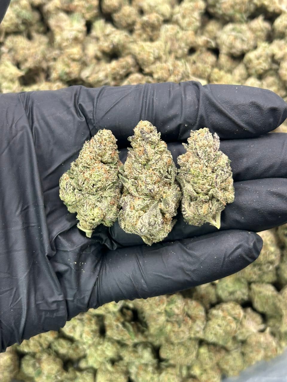 Frozen Berries | Real Duck Distro Frozen Berries — premium flower from Real Duck Distro Los Angeles, nationwide cannabis shipping