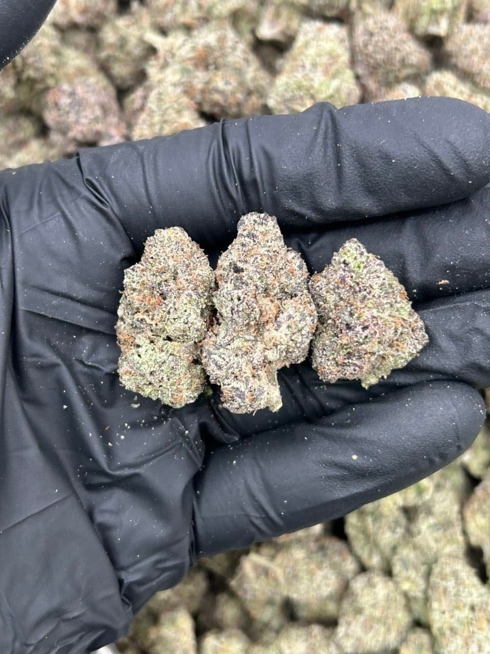 Emerald Candy ๐ฌ | Real Duck Distro Emerald Candy ๐ฌ โ premium flower from Real Duck Distro Los Angeles, buy online with nationwide cannabis shipping