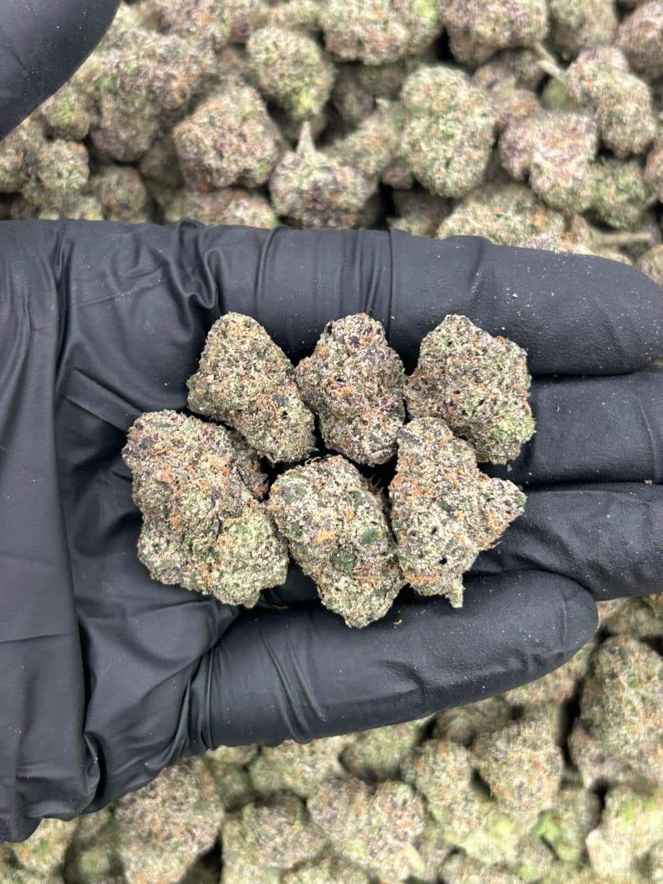 Black Cherry Drip ๐ญ | Real Duck Distro Black Cherry Drip ๐ญ โ premium flower from Real Duck Distro Los Angeles, buy online with nationwide cannabis shipping