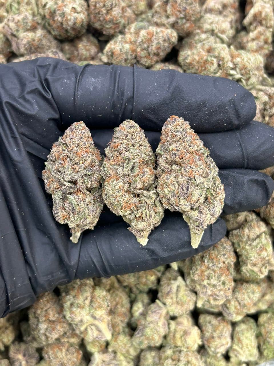 Purple Jealousy | Real Duck Distro Purple Jealousy — premium flower from Real Duck Distro Los Angeles, buy online with nationwide cannabis shipping