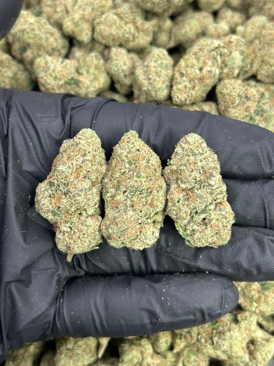 Grape Candy | Real Duck Distro Grape Candy — premium flower from Real Duck Distro Los Angeles, buy online with nationwide cannabis shipping