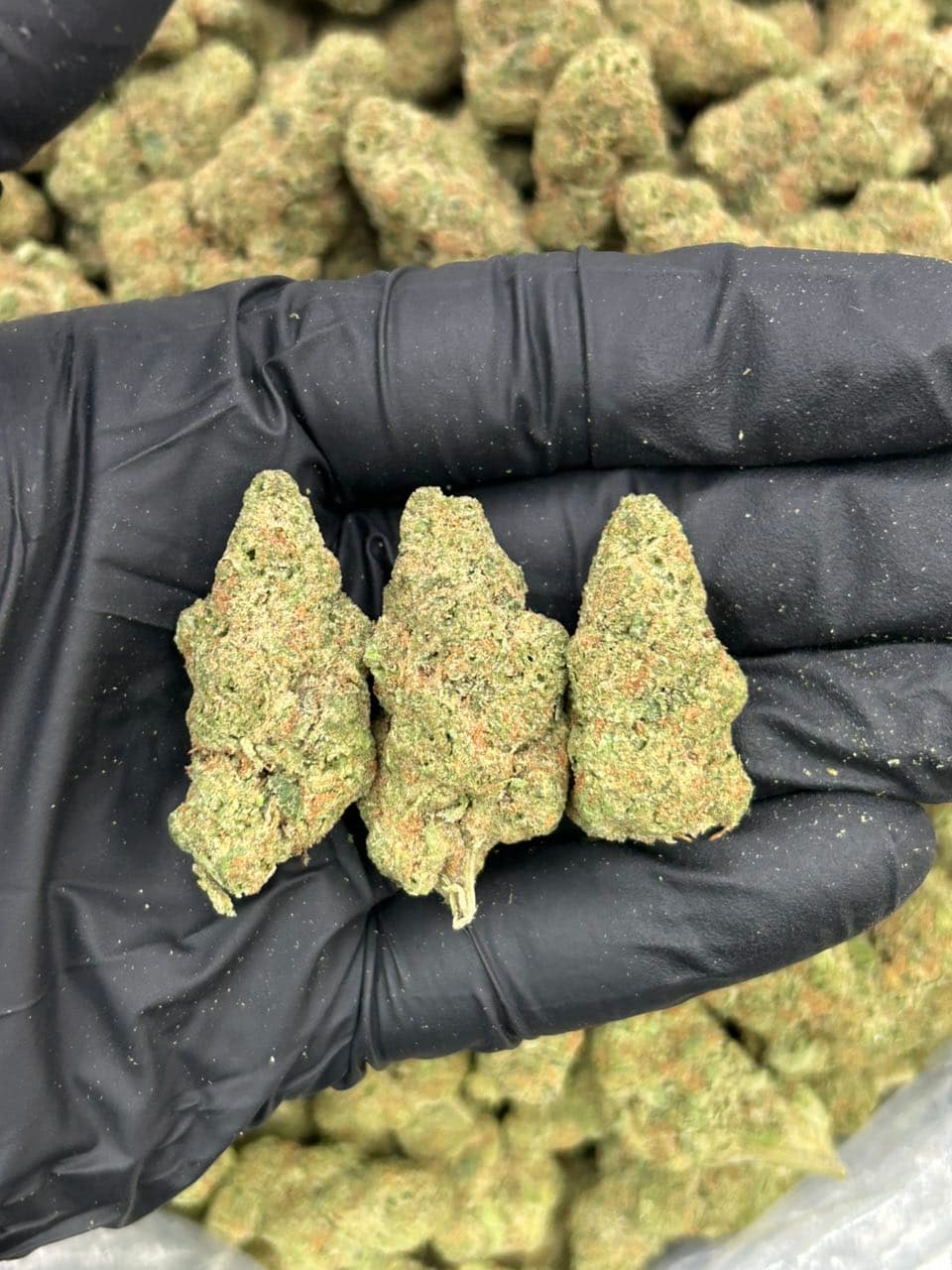 Pop Roxerz | Real Duck Distro Pop Roxerz — premium flower from Real Duck Distro Los Angeles, buy online with nationwide cannabis shipping