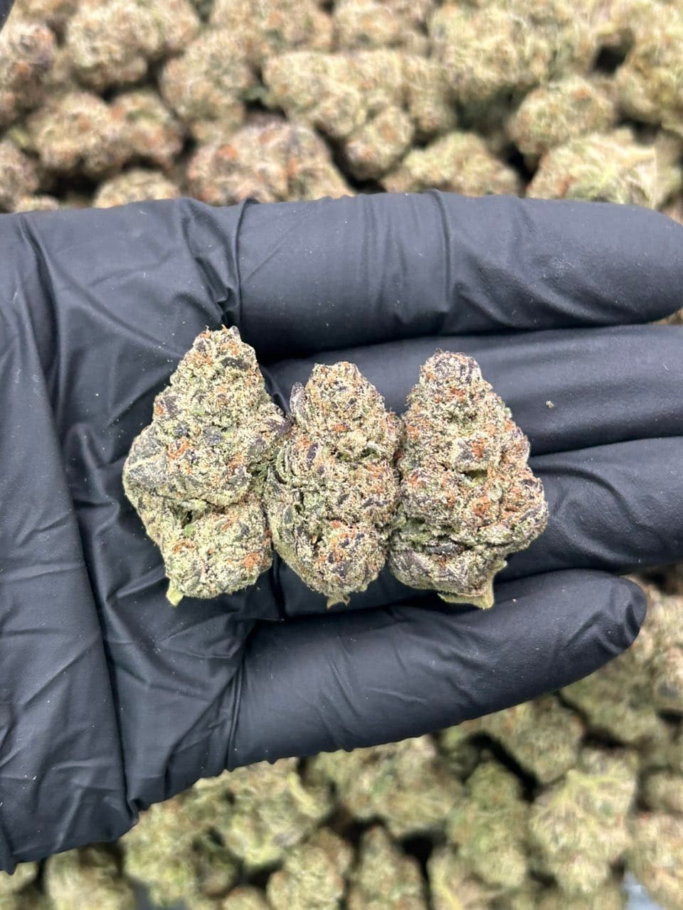 Pink Koolaid | Real Duck Distro Pink Koolaid — premium flower from Real Duck Distro Los Angeles, buy online with nationwide cannabis shipping