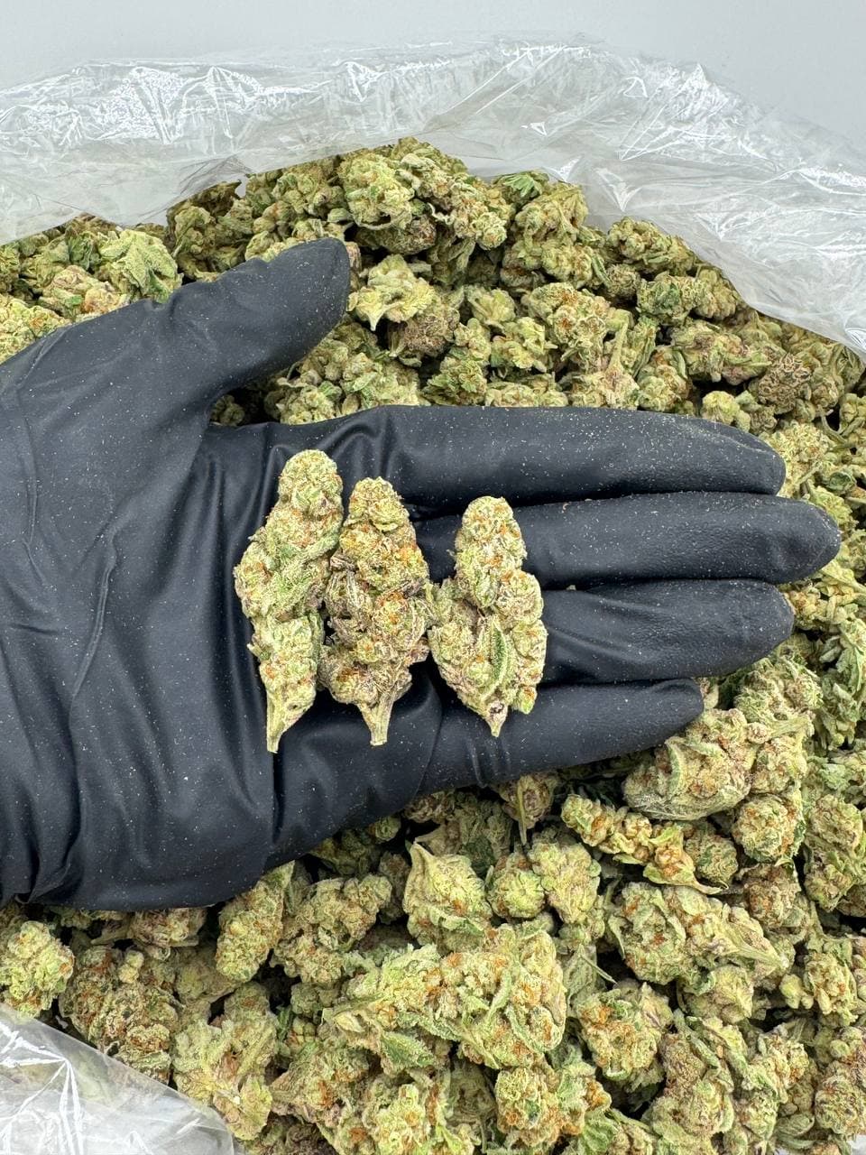 Glitter bomb | Real Duck Distro Glitter bomb — premium flower from Real Duck Distro Los Angeles, buy online with nationwide cannabis shipping