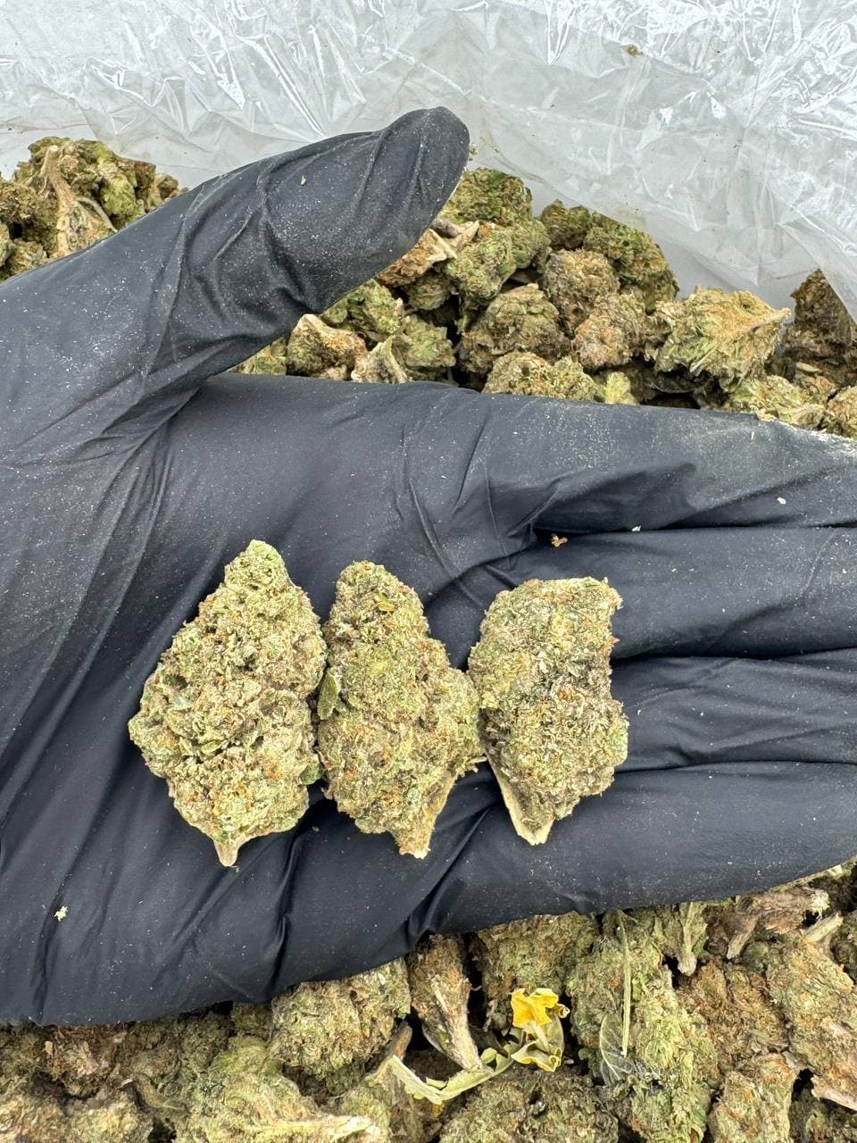Gumbo | Real Duck Distro Gumbo — premium flower from Real Duck Distro Los Angeles, buy online with nationwide cannabis shipping