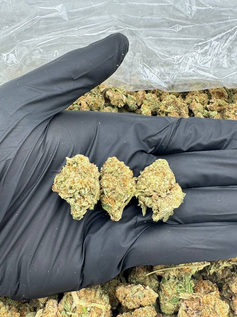 ILLEMONATY | Real Duck Distro ILLEMONATY — premium flower from Real Duck Distro Los Angeles, buy online with nationwide cannabis shipping