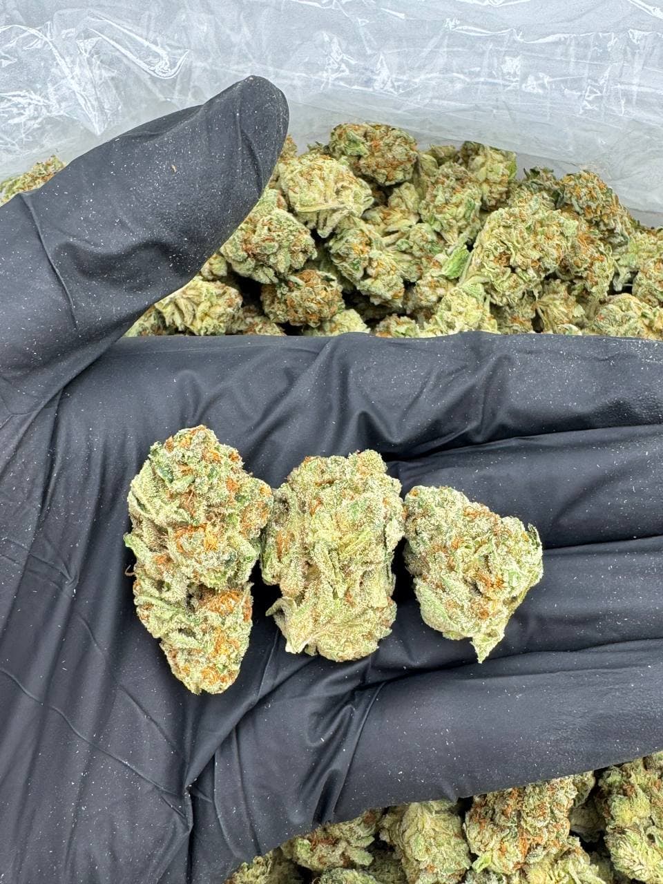 Marmalade | Real Duck Distro Marmalade — premium flower from Real Duck Distro Los Angeles, buy online with nationwide cannabis shipping