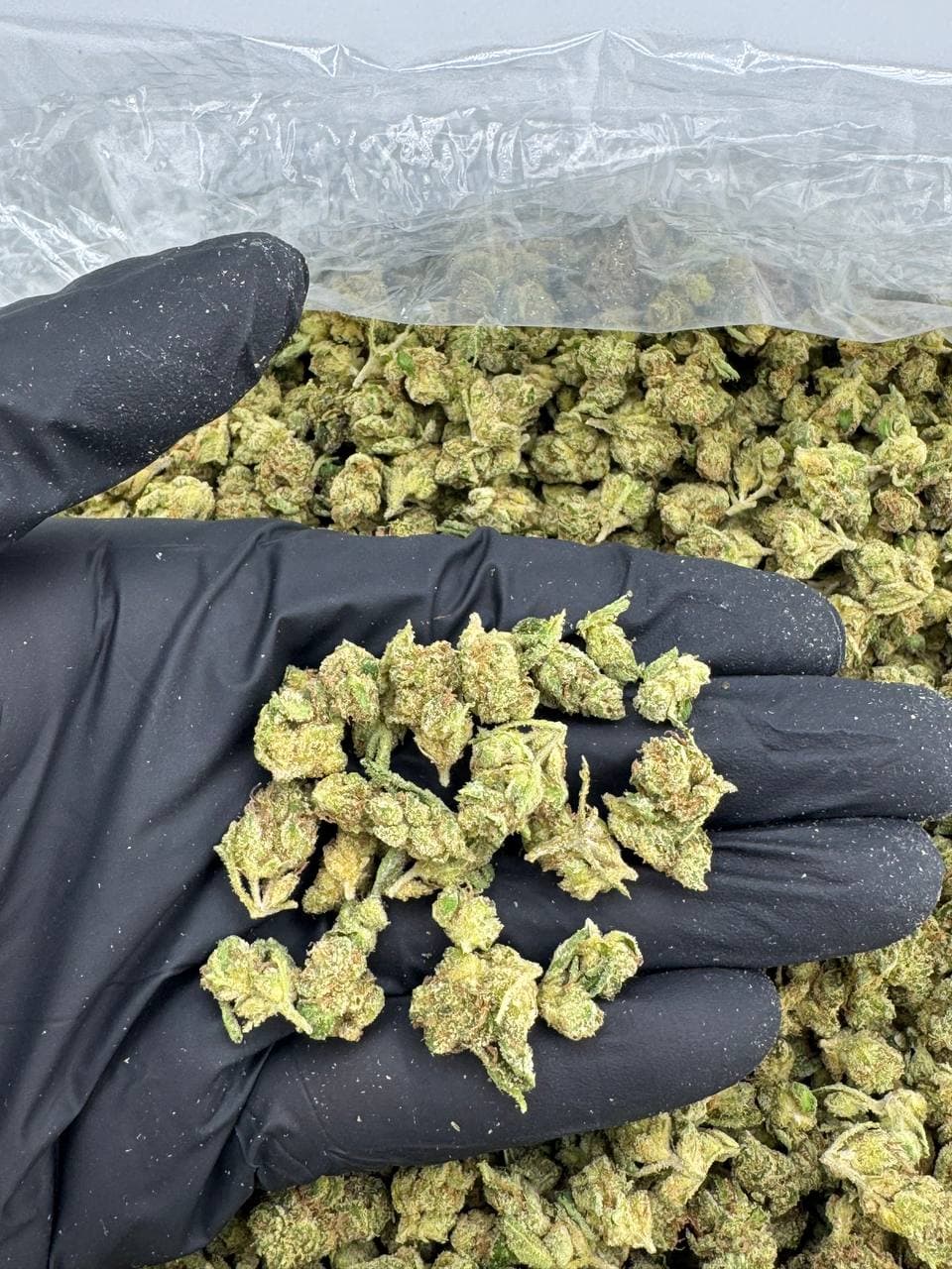 Obama | Real Duck Distro Obama — premium flower from Real Duck Distro Los Angeles, nationwide cannabis shipping