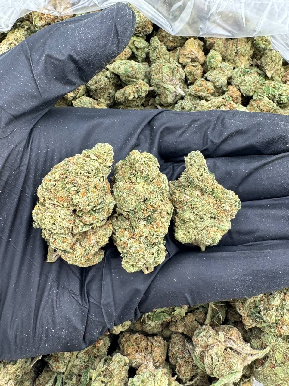 Mask cookies | Real Duck Distro Mask cookies — premium flower from Real Duck Distro Los Angeles, buy online with nationwide cannabis shipping