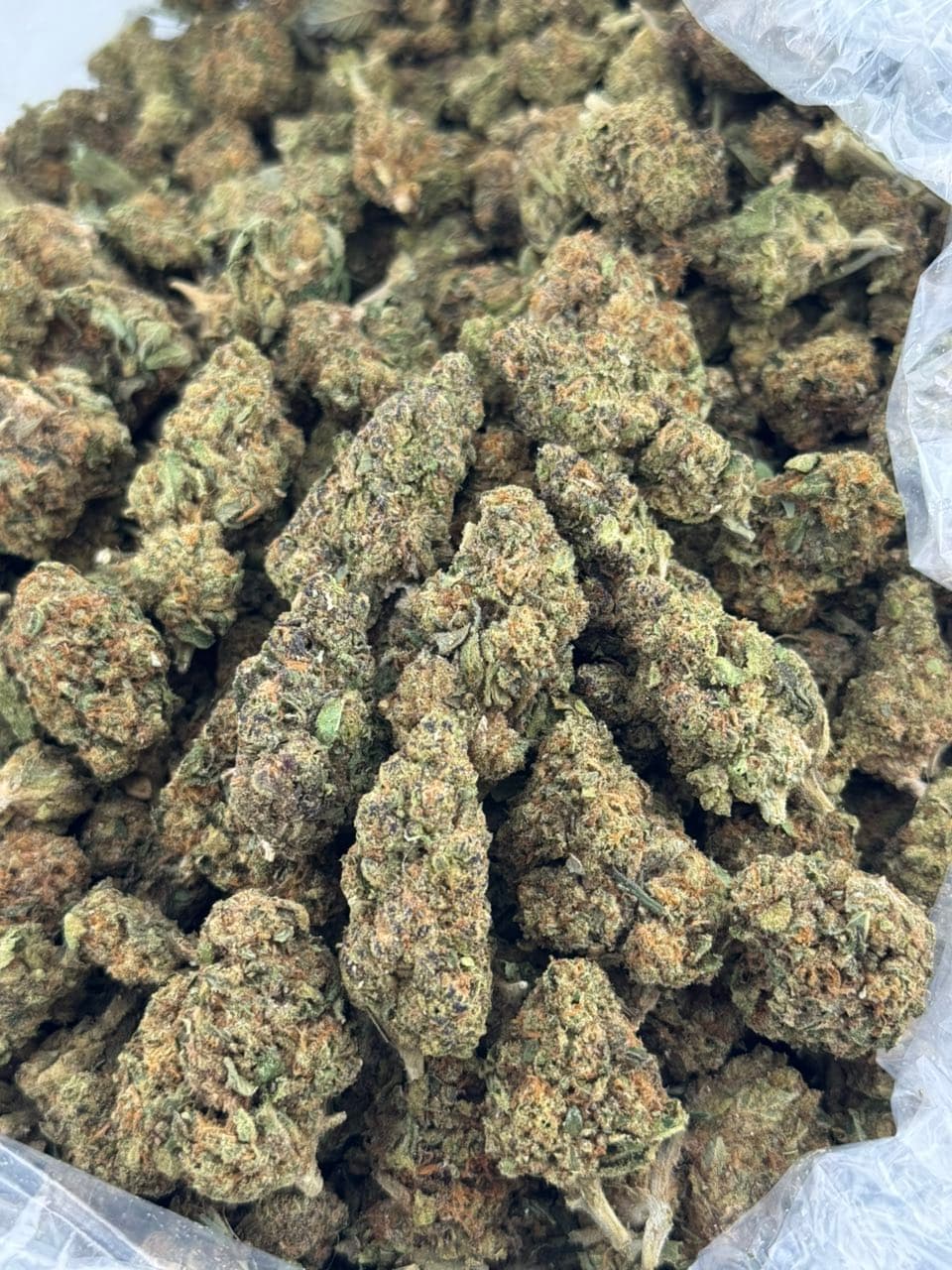 Pop Latto | Real Duck Distro Pop Latto — premium flower from Real Duck Distro Los Angeles, nationwide cannabis shipping