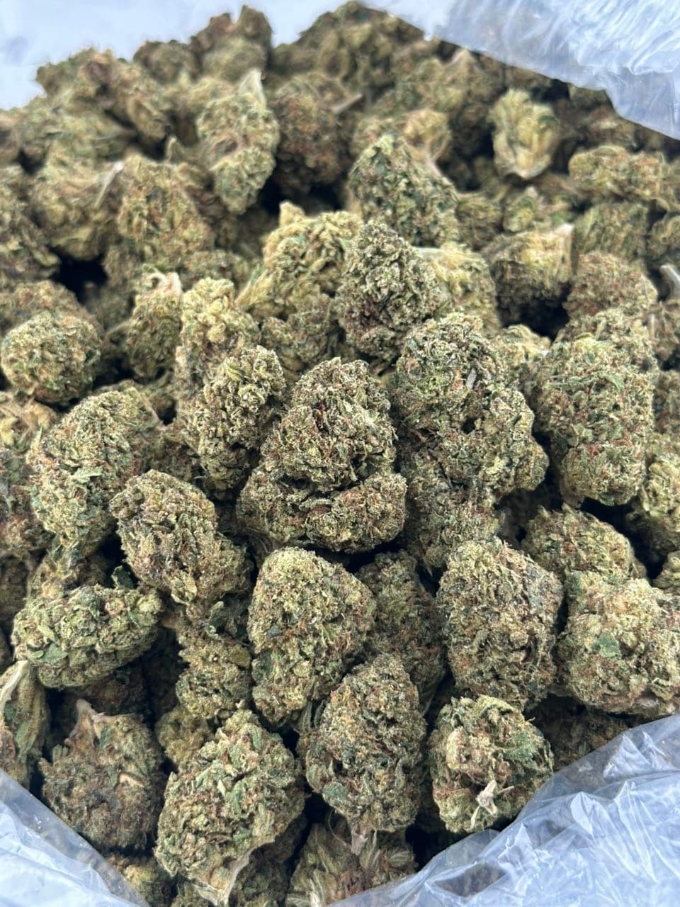 Popperz | Real Duck Distro Popperz — premium flower from Real Duck Distro Los Angeles, buy online with nationwide cannabis shipping