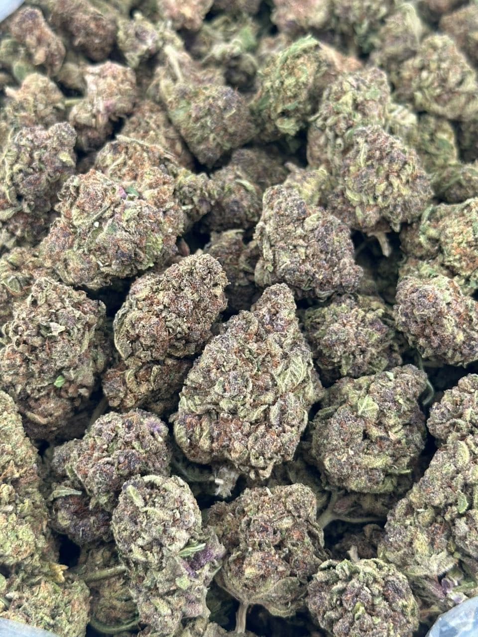 Tropicana | Real Duck Distro Tropicana — premium flower from Real Duck Distro Los Angeles, nationwide cannabis shipping