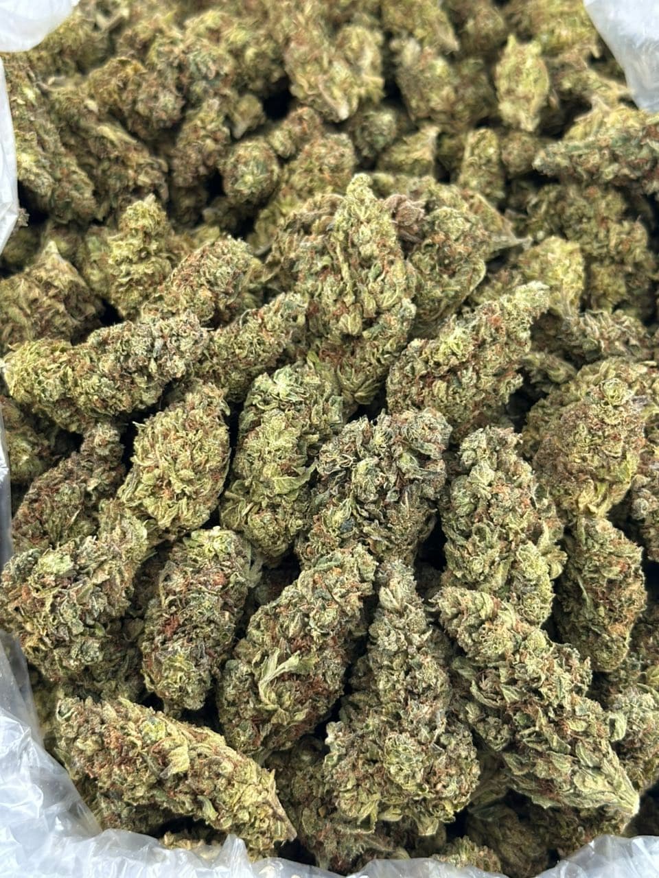 Biscotti King | Real Duck Distro Biscotti King — premium flower from Real Duck Distro Los Angeles, nationwide cannabis shipping